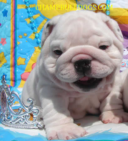 English bulldog puppies